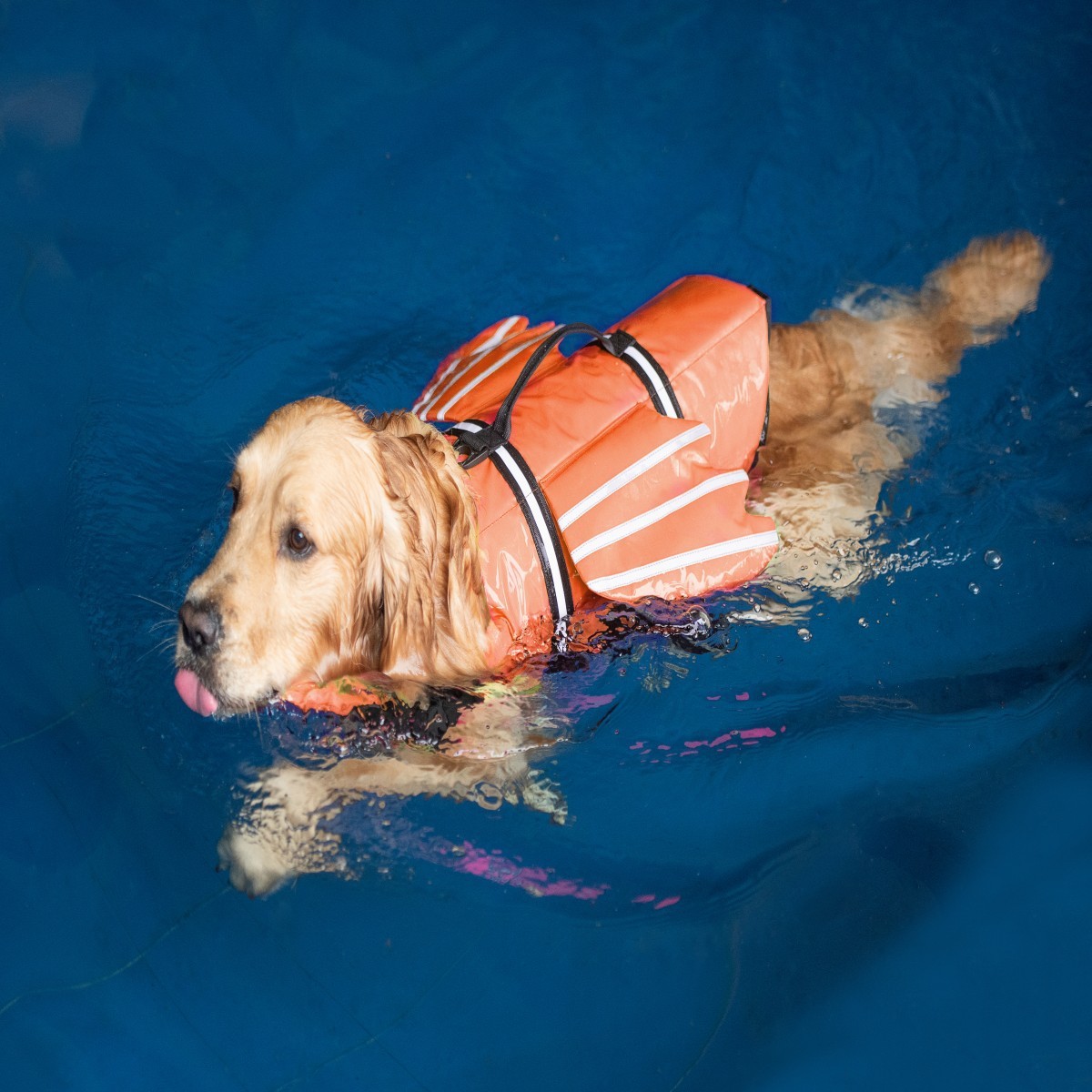 Dogs Life Jacket with Chin Flo - огляд і ціна Life Jacket